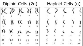 Haploid vs Diploid [upl. by Yeslah]