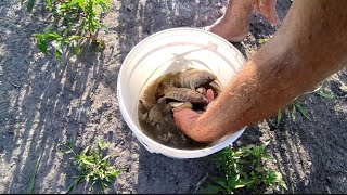 DIVIDO A SECA FOMOS RESGATAR CENTENAS DE PEIXES TILÁPIA TRAÍRA CAMARÃO E OUTRO [upl. by Cirilla348]