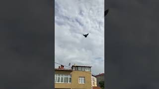 Gelişe Taban Takla Bekleyen Bir Tek Ben miyim güvercin oyunkuşu pigeon [upl. by Deevan]