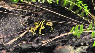 Gelbgebänderter Baumsteigerfrosch Dendrobates leucomelas  Yellowbanded poison dart frog [upl. by Matheny319]