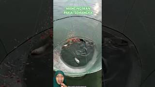 MENJARING IKAN PAKAI SEMANGKA fish fishing experiment amazingfacts [upl. by Herc550]