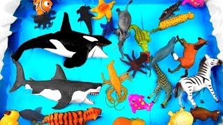 Fun Wild Zoo Animals Educational Video For Children [upl. by Demott]