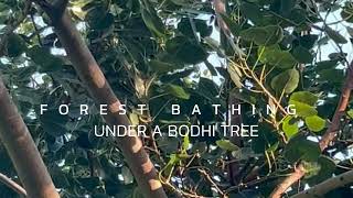 Forest Bathing Under a Bodhi Tree [upl. by Iruam]