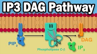 IP3 DAG Calcium Pathway [upl. by Ambrosius]