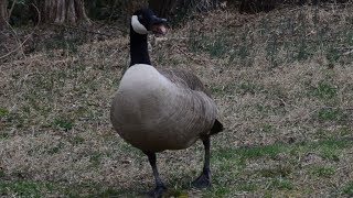 Goose hissing loud sound  noise [upl. by Grinnell]