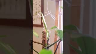 Philodendron Florida Ghost Time Lapse [upl. by Keavy]