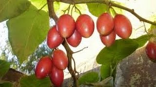 How to Prune Tomato Tree  Tamarillo  Tomate de Arbol  Maintenance  TvAgro por Juan Gonzalo Angel [upl. by Phillada]