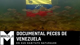 DOCUMENTAL PECES DE VENEZUELA [upl. by Lah]