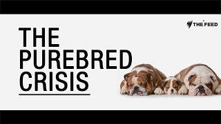 The Purebred Crisis How dogs are being deformed in the name of fashion [upl. by Annia]