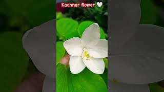 Kachnar  bauhinia acuminata flower  plant gardening natural flower short video 🍀🤍🍃🤍🍃🍀😍 [upl. by Eetnwahs]