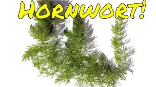 Why Hornwort Is a Fantastic Aquarium Plant [upl. by Sholes505]