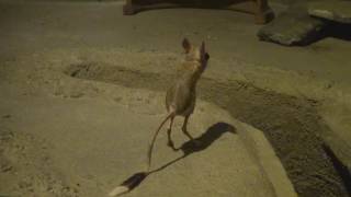 跳ね回るミユビトビネズミ Jerboa 東山動物園 [upl. by Robena]