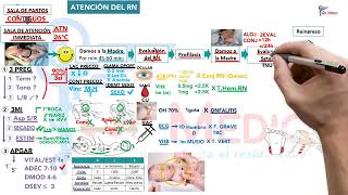 Neonatología  01 Atención del RN [upl. by Ynohtna]