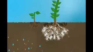 Mycorrhizae Helps Reduce Nutrient Run Off [upl. by Eichman714]