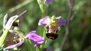 Ardèche Soyons  Sortie ORCHIDÉES [upl. by Holms]