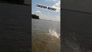 CANADIAN MUSKIE FISHING fishing musky bigfish fish canada shorts [upl. by Graf667]