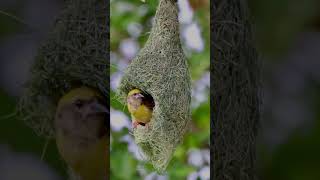 Birding at Ameenpur lakeHyderabad [upl. by Carlyle]