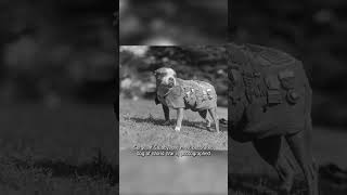 Interesting Historical Photos You Have to See Part 3  Military Dog Sergeant Stubby [upl. by Tav648]