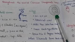 Hymenolepis nana [upl. by Dickens]