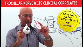 Trochlear Nerve  1  Course and Distribution [upl. by Amilah363]