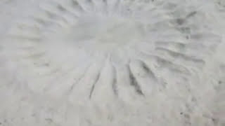 Pufferfish Make Seafloor Circles To Mate [upl. by Sej]