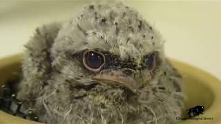 Cute Tawny Frogmouth Chick [upl. by Atidnan]