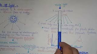 Role Of Light In Photosynthesis  Federal And Baluchistan Board  Class 11 Biology [upl. by Anilemrac]