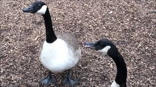 Swans Geese Canada Egyptian and Greylag Coots Ducks Chasing attacking honking and hissing [upl. by Aibat502]