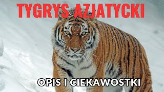 Tygrys Azjatycki Opis i Ciekawostki [upl. by Assiralc]