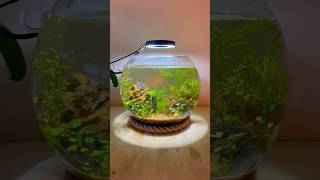 Planted Fish bowl fishtank aquarium nofilter plantedtank aquascape plants fishkeeping fish [upl. by Aicilegna930]