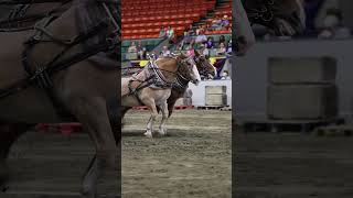 Horse Pull at the Big E animals horse [upl. by Alis]