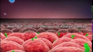 Anti–PD1PDL1 therapy of human cancerwith sound track [upl. by Lavena]