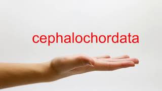 How to Pronounce cephalochordata  American English [upl. by Harrie24]