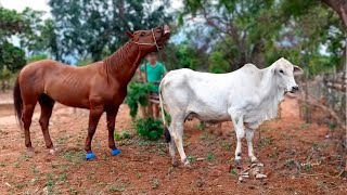 É ISSO QUE ACONTECE QUANDO CAVALO CRUZA COM UMA VACA [upl. by Asiluy865]