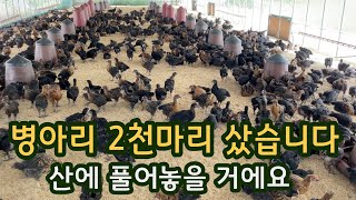 토종닭 병아리 2천 마리를 구입한 남자 방목 토종닭 [upl. by Jacie]