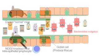 Crohns Disease Gene Nod2 Regulates Intestinal Microbiota [upl. by Ahterahs977]