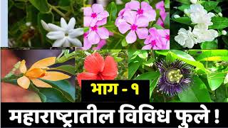 महाराष्ट्रातील विविध फुले  1  Flowers in Maharashtra Part1  Marathi Manthan [upl. by Rosemari]