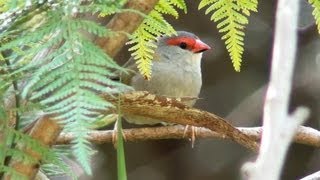 Australian Bird  Redbrowed Finch [upl. by Anaul313]