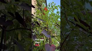 Fire Bush Plant – Ignite Your Garden with Red Blooms [upl. by Airogerg]