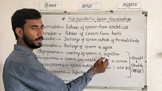 Male Reproductive System Terminology l Terminology for Male Reproductive System l मानव जनन तंत्र [upl. by Eterg150]