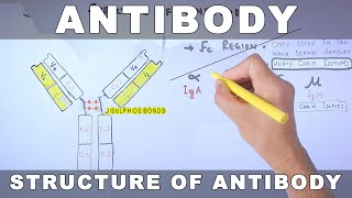 Antibody [upl. by Htelimay]