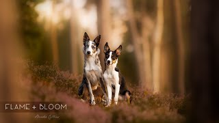 Flame  Bloom Border Collies [upl. by Hebel]