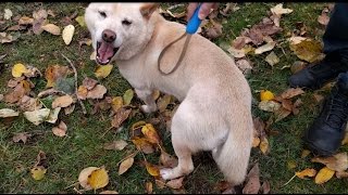 My Dog Loves The Best Deshedding Blade Shedding Brush [upl. by Arbma]