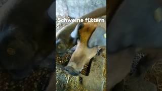 Schweine füttern schweine [upl. by Kenon545]