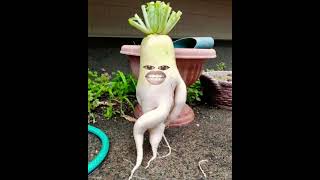 Radish Vs Radish funny comedy ytshorts trending [upl. by Artep]