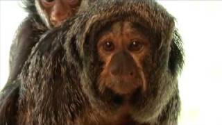 Baby saki monkey at the Oregon Zoo [upl. by Antonella264]