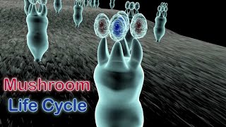 Life Cycle of Mushrooms in the Phylum Basidiomycota [upl. by Asital]