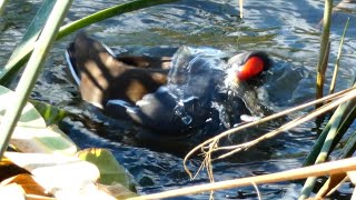 Moorhen bathing [upl. by Pelagi]