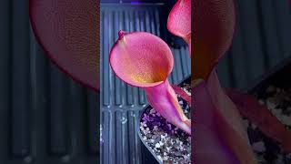 14 Heliamphora ionasi quotGquot AW  ヘリアンフォラ イオナシジー 食虫植物 植物 plants shorts [upl. by Sekofski67]