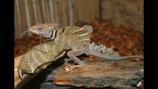 Top 5 Reptiles mas raros del mundo CUARTO DE REPTILES [upl. by Alvis]